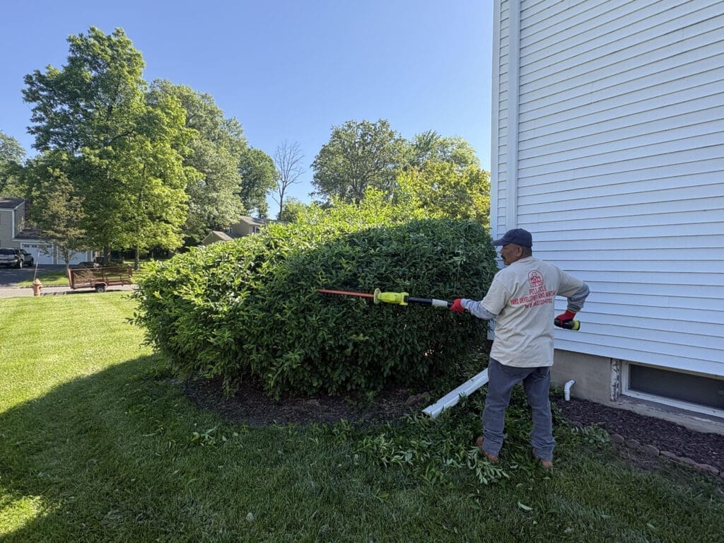 Thriving bushes in a healthy yard