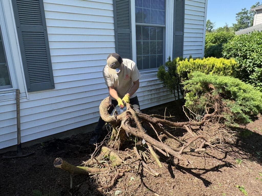 Tree Removal NJ