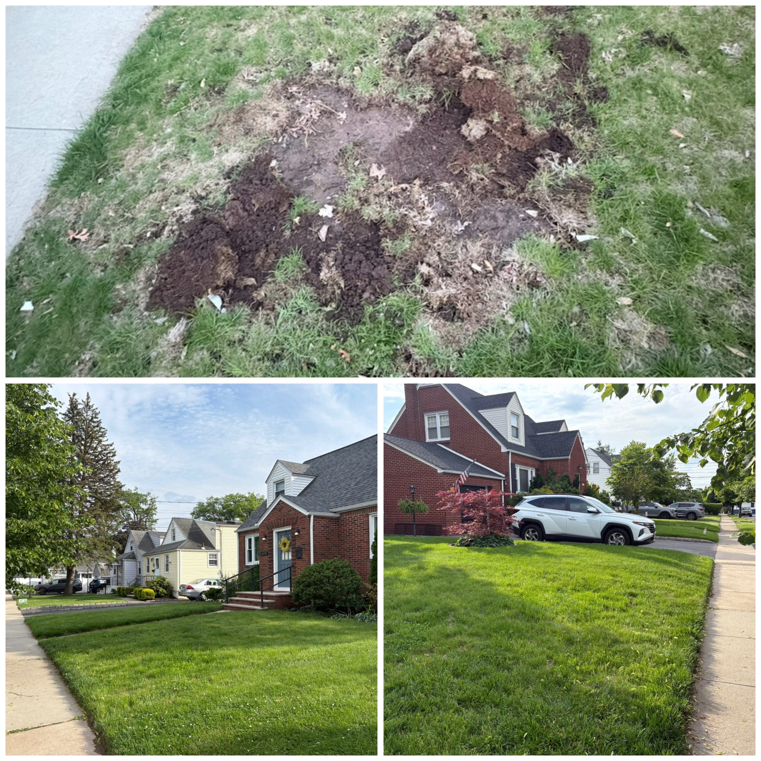 Restoring Lawn