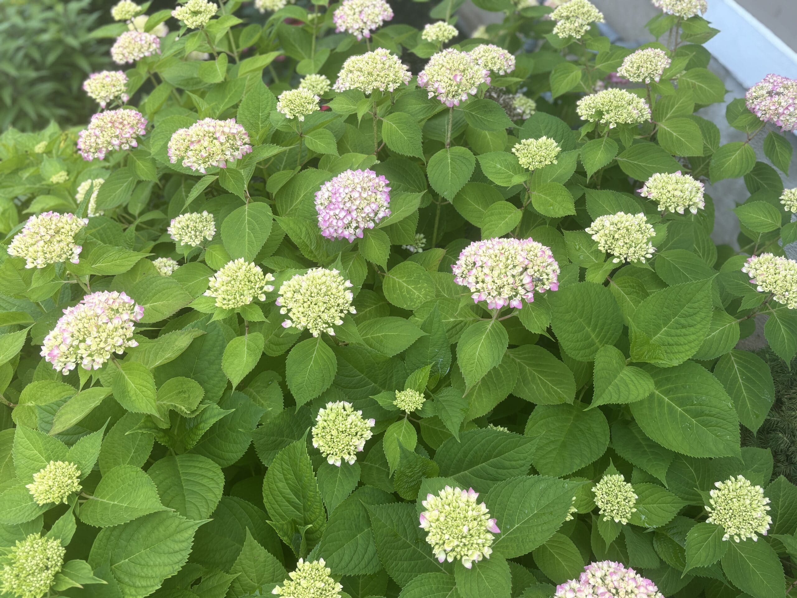 Northern Jersey Landscaping Services