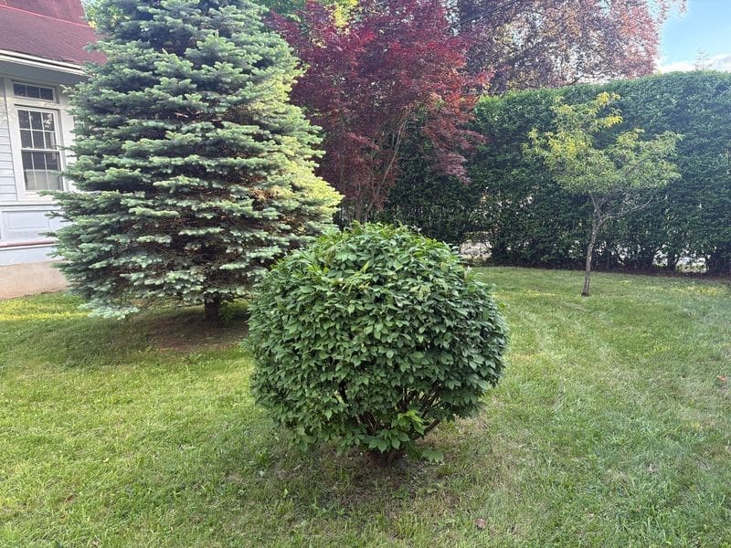 Sculpting Trees