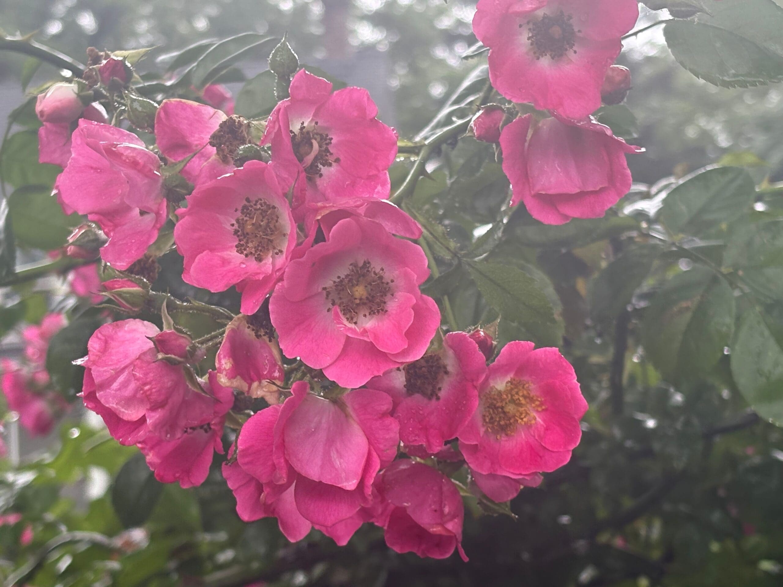 Healthy Roses