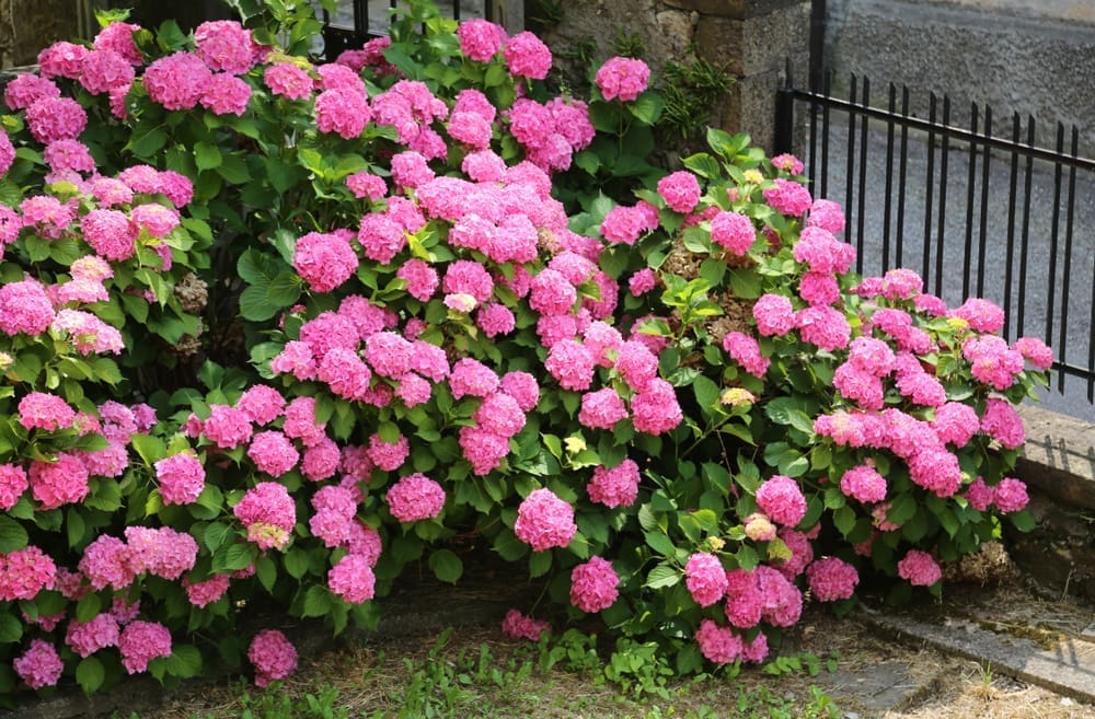 Hydrangeas in bloom