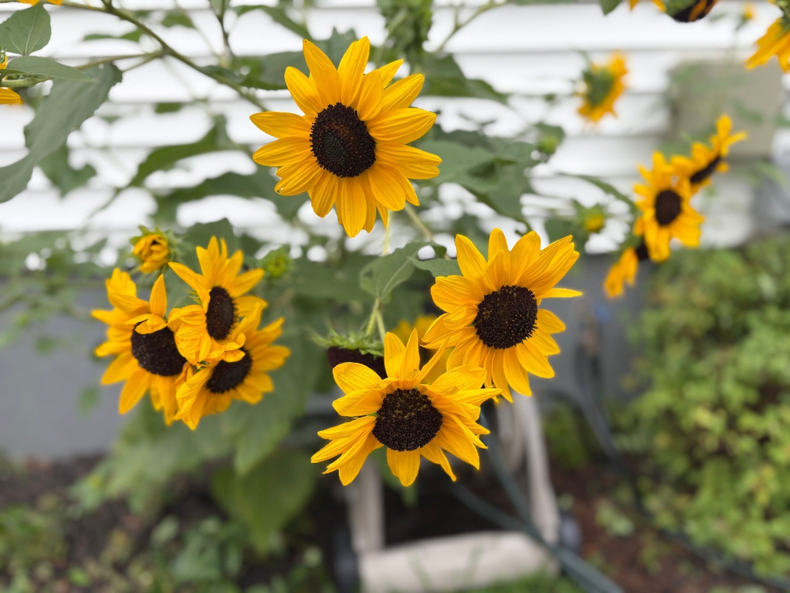 Commercial landscaping