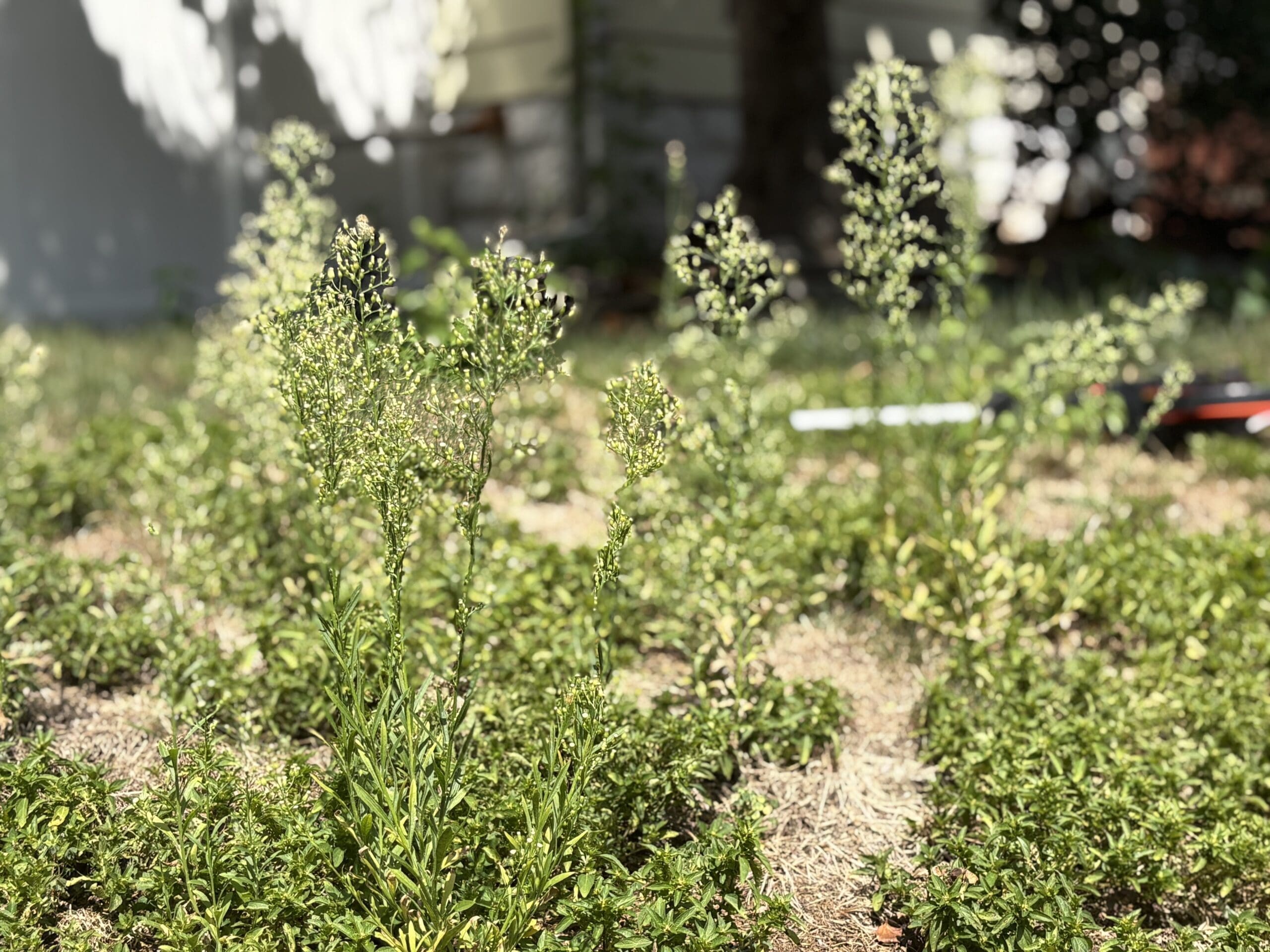 Canadian Horseweed