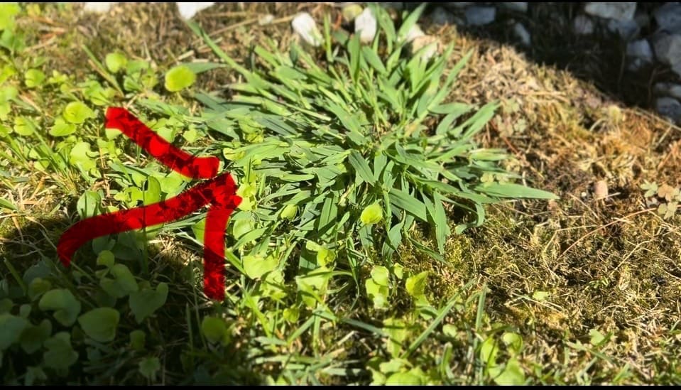 Crabgrass