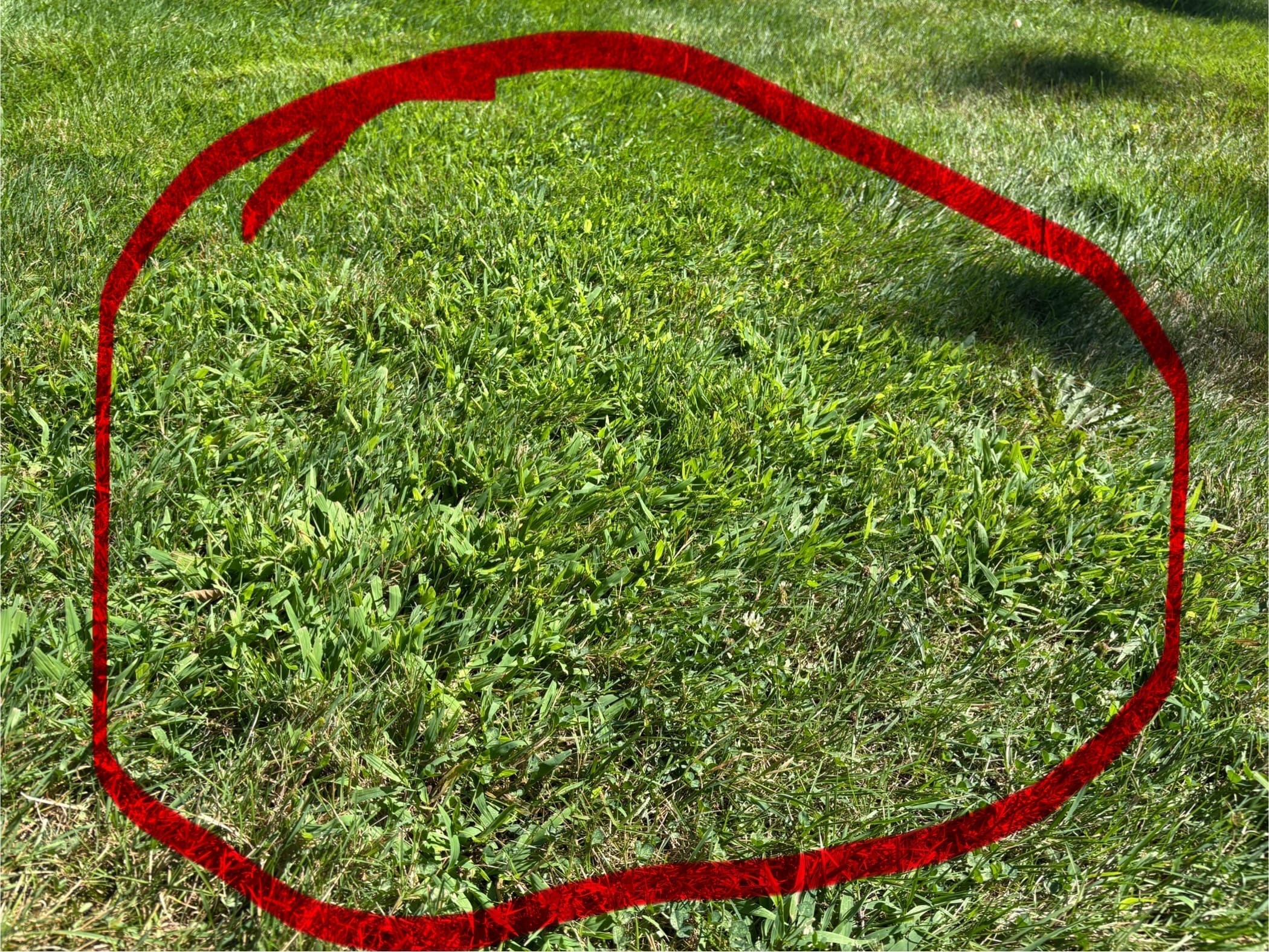 Quack Grass Weed
